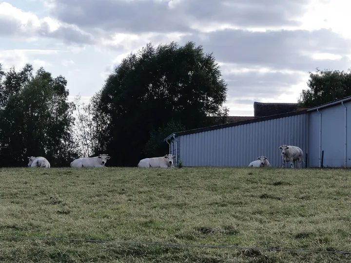 Bellegem, West-Vlaanderen (België)